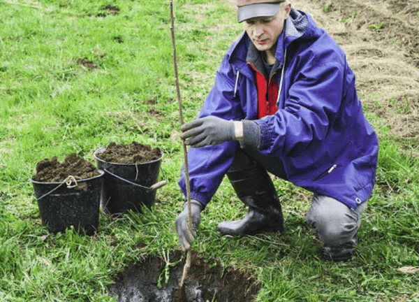 pruim planten