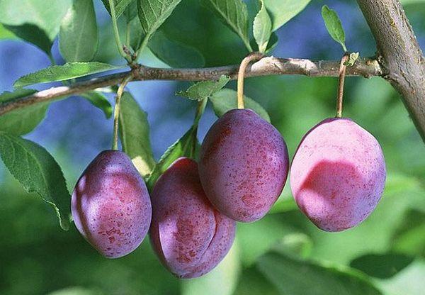 Plum fruit