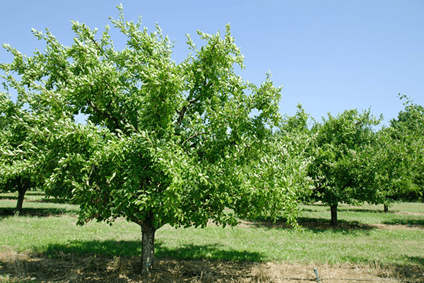 summer pruning