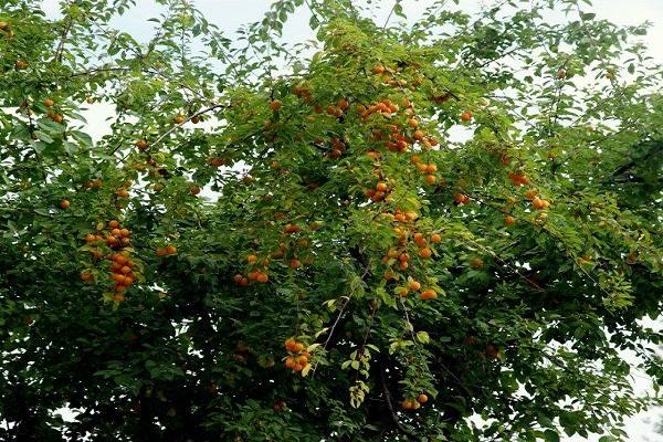 der Baum ist erwachsen geworden 