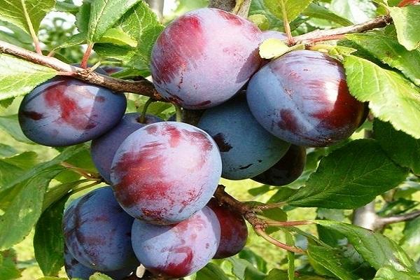 plum berries 