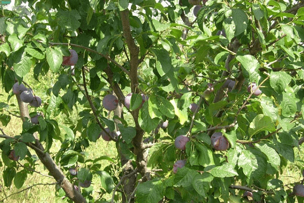 plantera på sommaren 