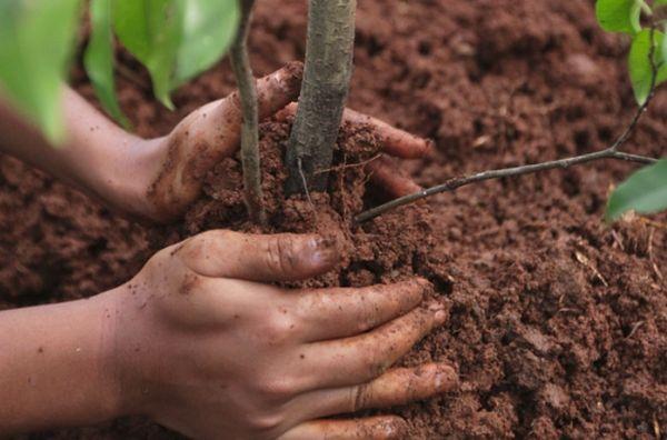 pruim planten