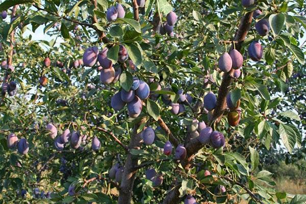 Beeren am Baum 