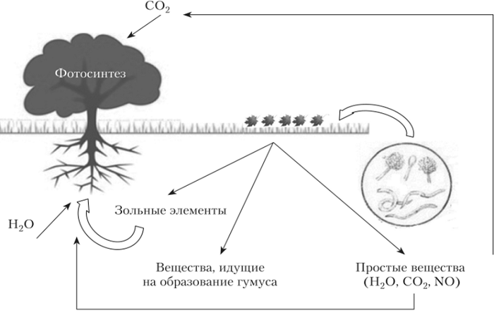 Soil formation process