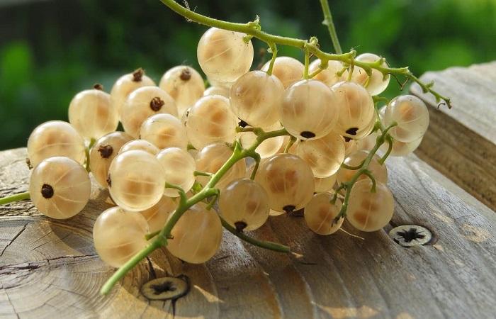 fruit variétal 