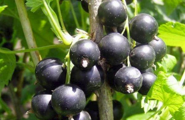 Brombeeren