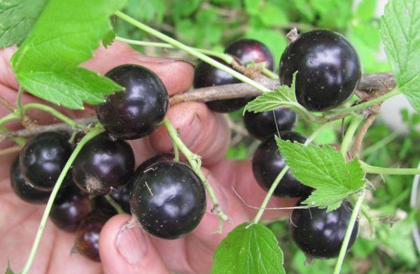 currant berries