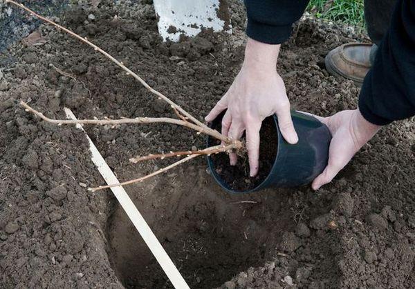 het planten van krenten