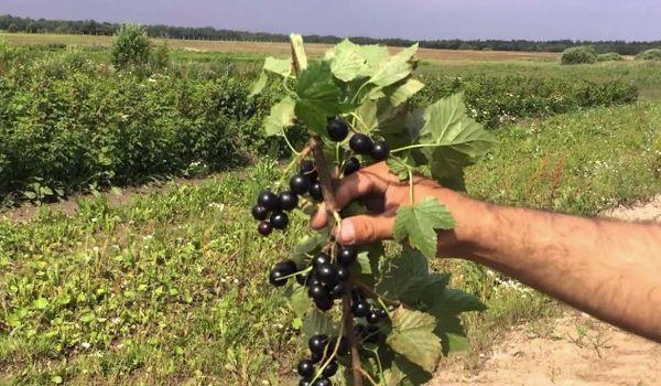 wachsende Johannisbeeren