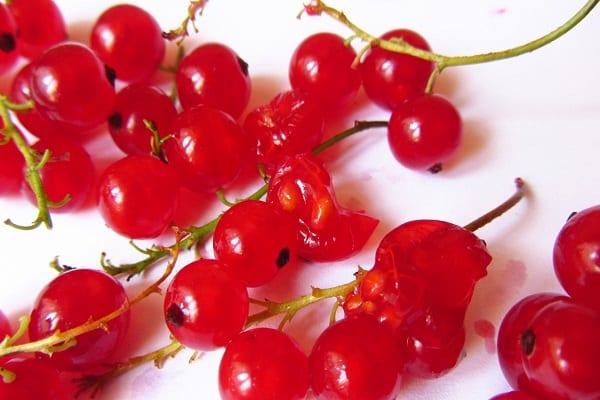 red berries 