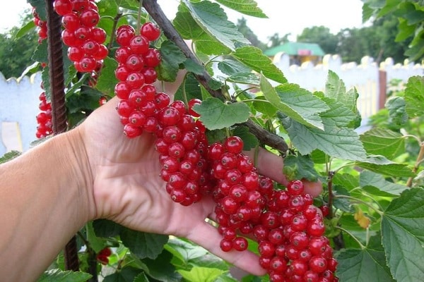 grapes in hands 