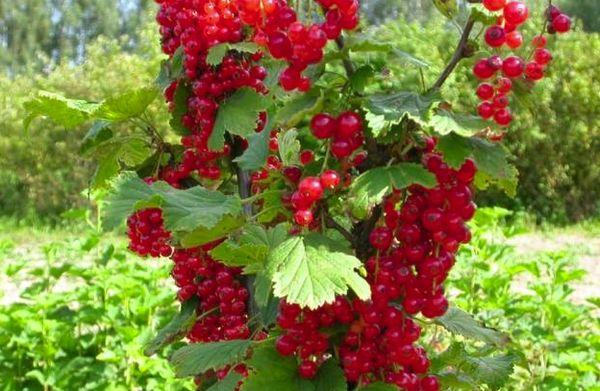 currant bush