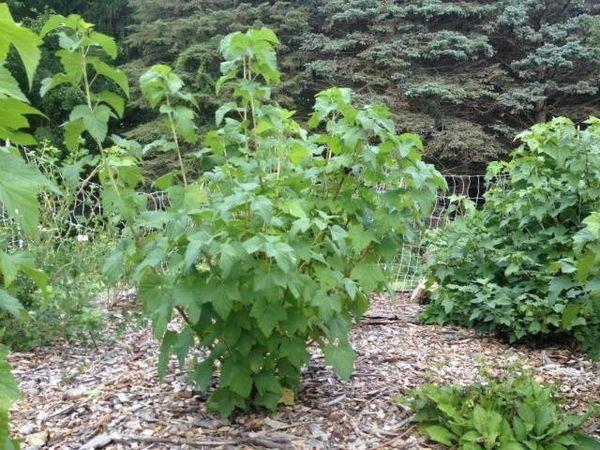 Johannisbeeren auf dem Grundstück