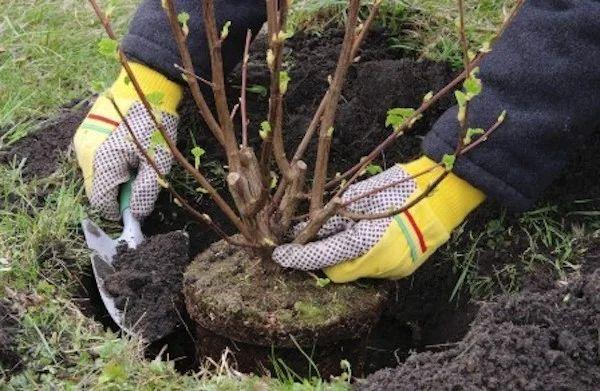 planting a seedling