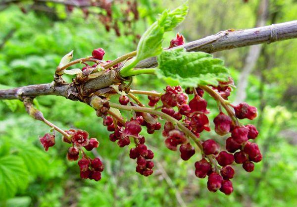 Zweig mit Johannisbeeren