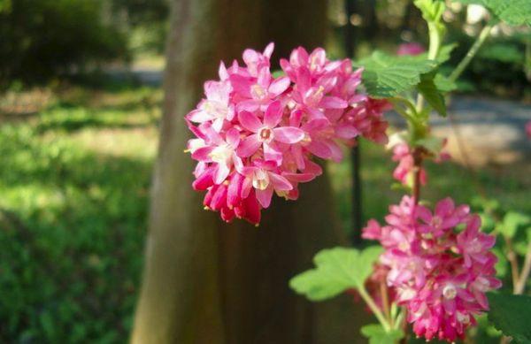 Johannisbeerblüten