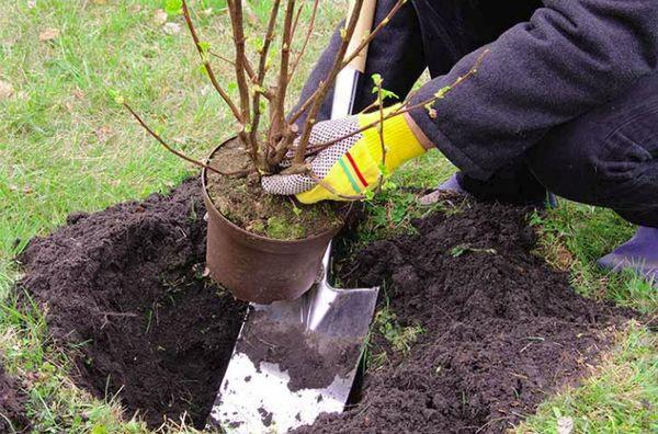 planter des groseilles