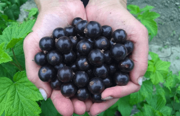 Johannisbeeren auf den Handflächen