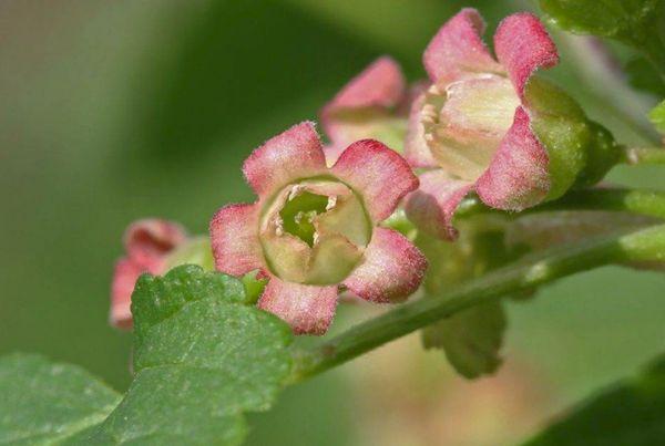 Fleur de cassis