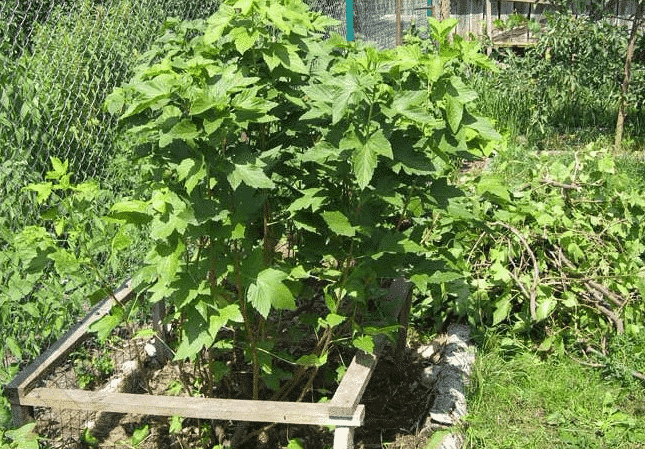 het planten van krenten