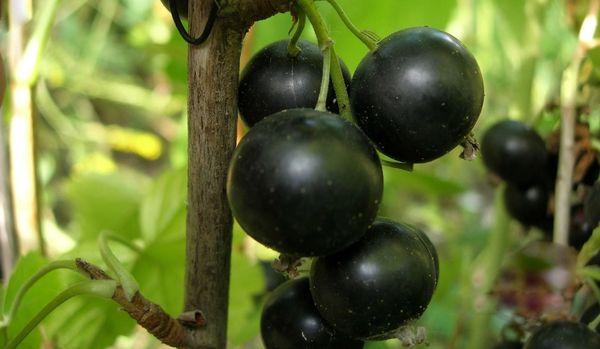 currant berries