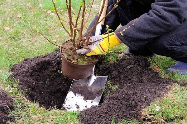 planter à partir d'un pot 