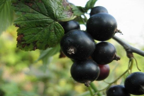 Brombeeren 