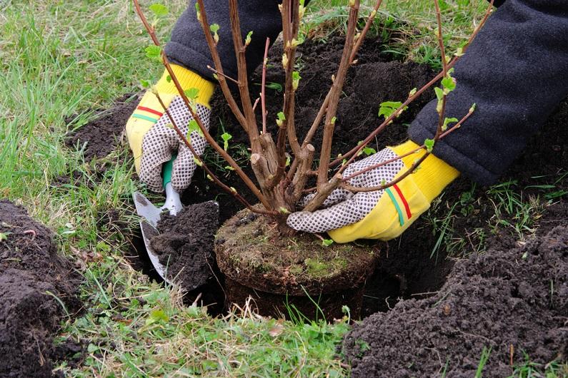 het planten van krenten