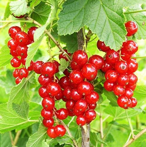 Ribes Merah