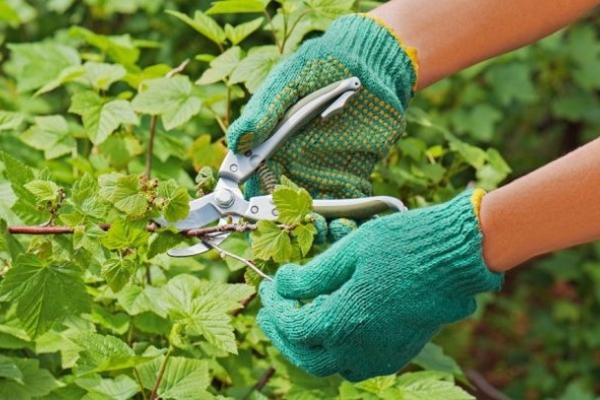 currant pruning