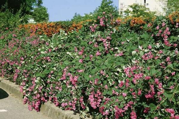 wächst in einem Blumenbeet 