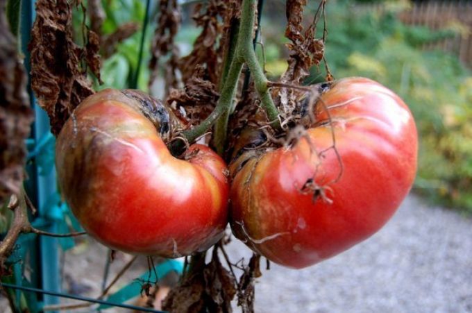 Phytophthora op tomaten in de volle grond