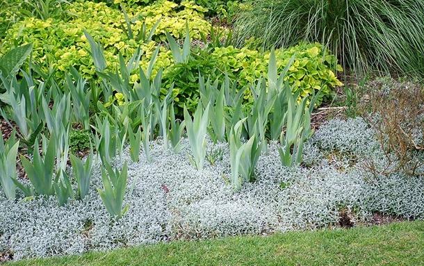 fleurs dans le jardin 