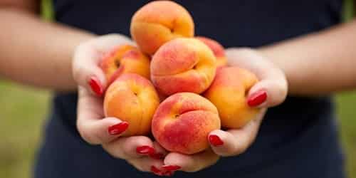 picked apricots