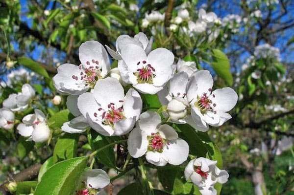 Birnenblüten