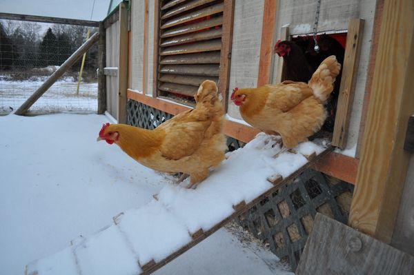 kuřata v zimě