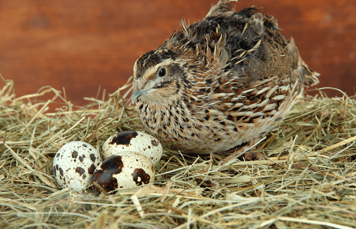 eggs are not in the hay 