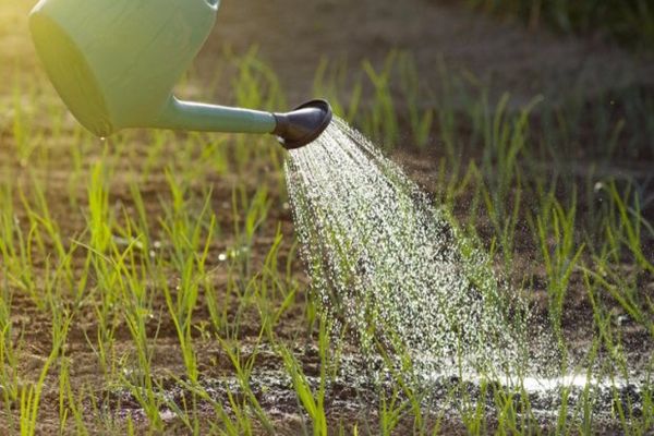 watering onions