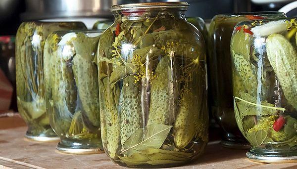 pickling cucumbers