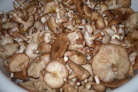 houby v pánvi