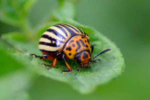 bug on potatoes