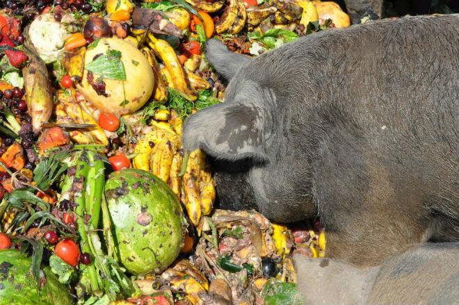 Gemüse für Ferkel