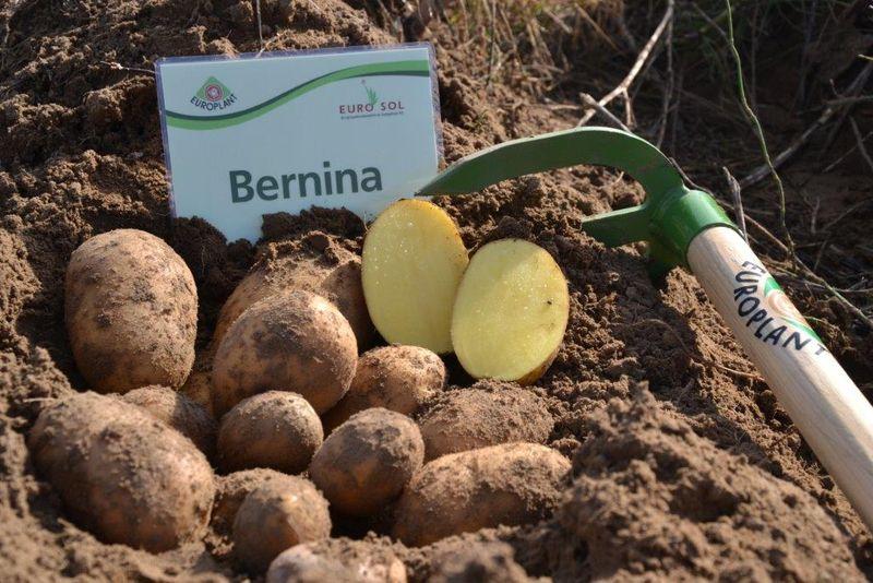 brambory Bernina