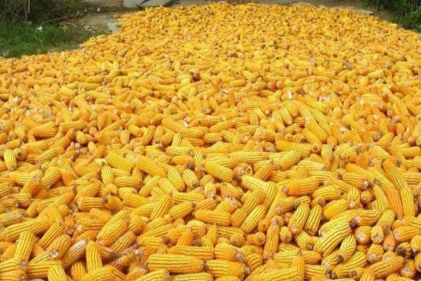 rychlost otevírání kukuřice