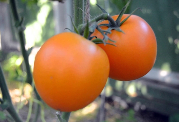 arbustos de tomate mandarim