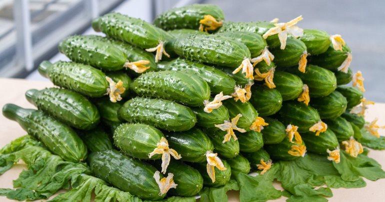 List of the best varieties of cucumbers for 2024