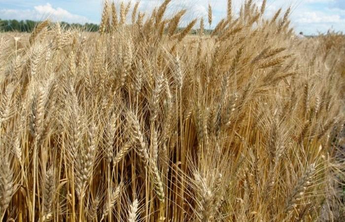  Alekseevich wheat