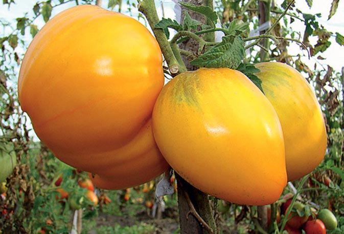 cespugli di pomodoro re della siberia