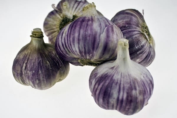vzhled odrůdy česneku Charkov fialová